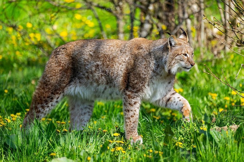 Eurasian lynx (Lynx lynx), walking on a meadow, Bavaria, Germany