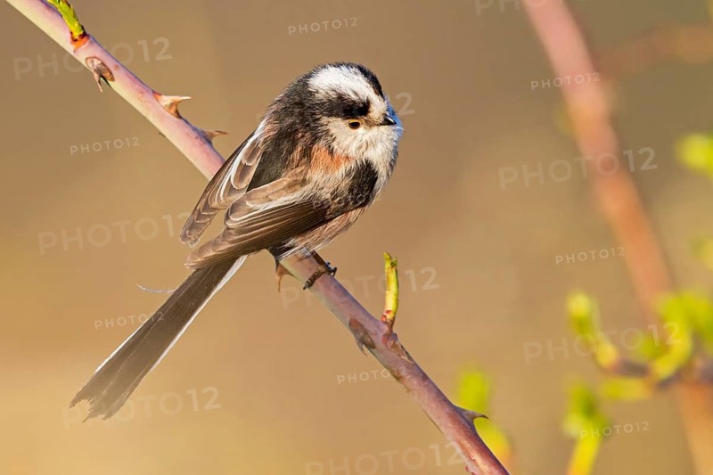 Long-tailed Tit, (Aegithalos caudatus), songbird, animals, birds, family of tits, Nahe valley, Rhineland-Palatinate, Federal Republic of Germany