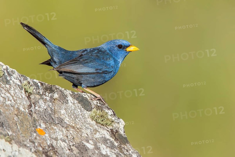 Blue Finch (Porphyrospiza caerulescens) perched on a rock in the Atlantic rainforest of southeast Brazil