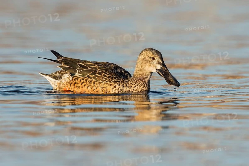 Northern Shoveler (Spatula clypeata) female, Eilat, Israel