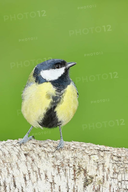 Great tit (Parus major) sitting on a birch trunk, Animals, Birds, Wilnsdorf, North Rhine-Westphalia, Germany