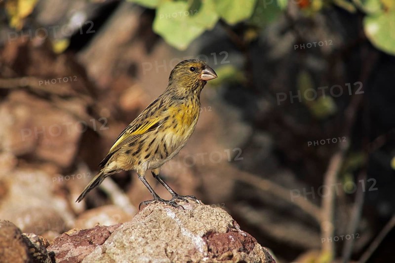Nihoa Finch, Telespiza ultima, Hawaii, Nihoa, Hawaiian Honeycreeper, Endangered species