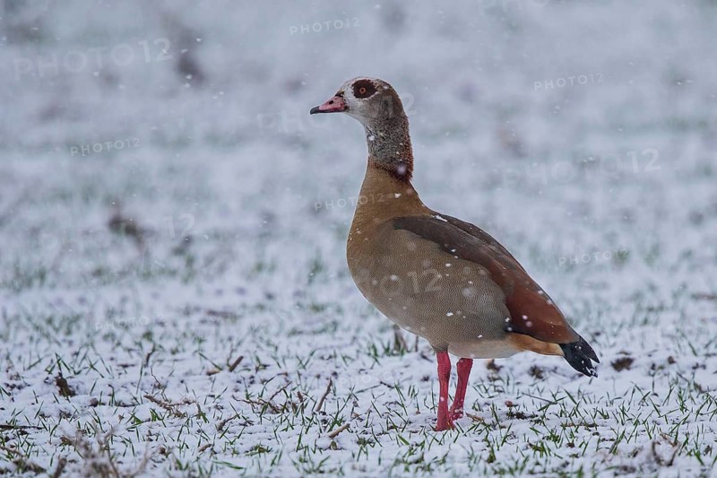 Egyptian Goose (Alopochen aegyptiaca), Baden-Wuerttemberg, Germany