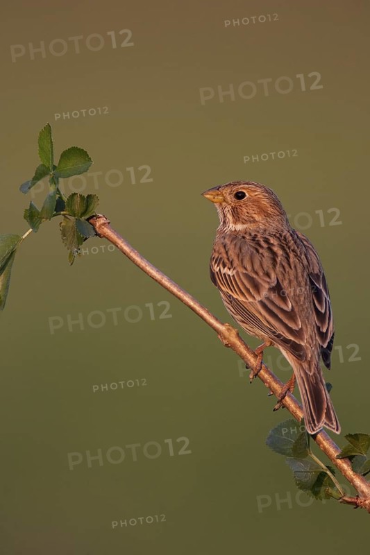 Corn Bunting (Emberiza calandra), Lake Neusiedl, Austria