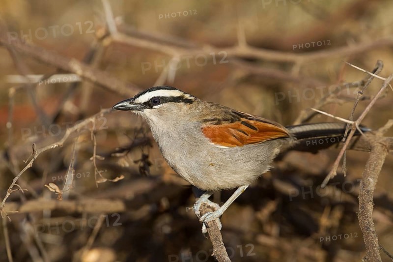 Black-crowned Tchagra - Senegaltschagra - Tchagra senegalus ssp. cucullatus, Morocco