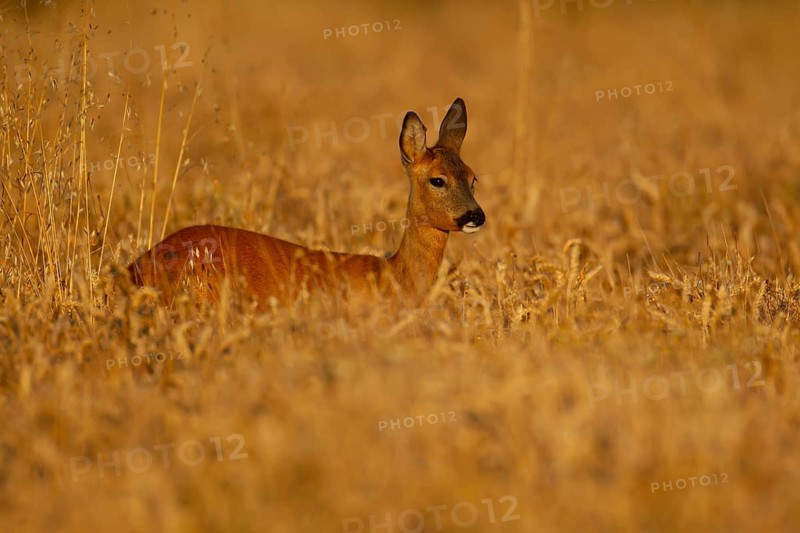Roe deer (Capreolus capreolus) adult female doe animal in a farmland cereal field in summer, Suffolk, England, United Kingdom