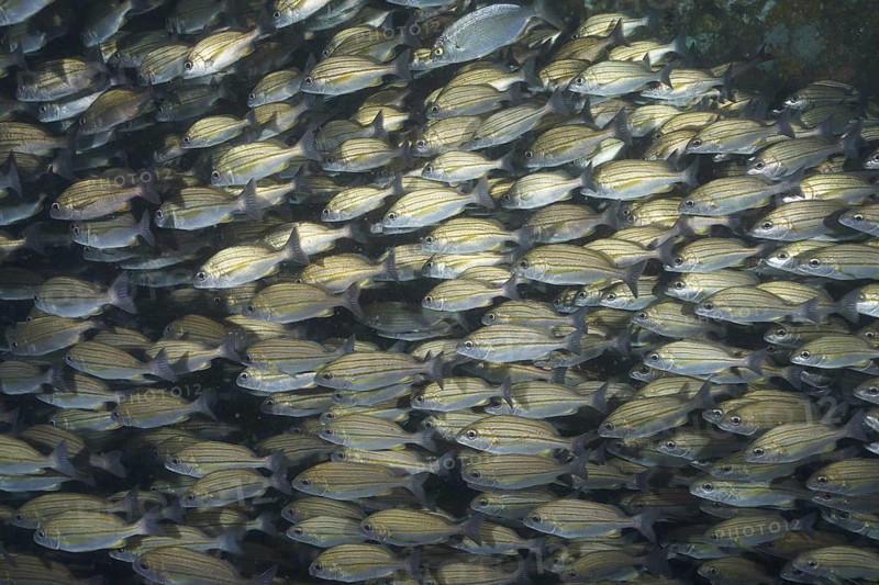 Striped grunt (Pomadasys striatus)