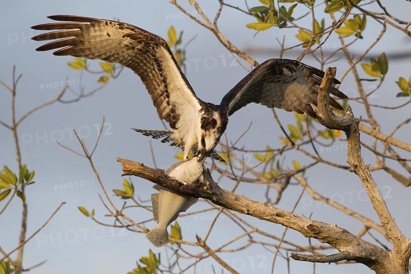 Western Osprey (Pandion haliaetus) feeding on fish prey on a branch, Florida, USA