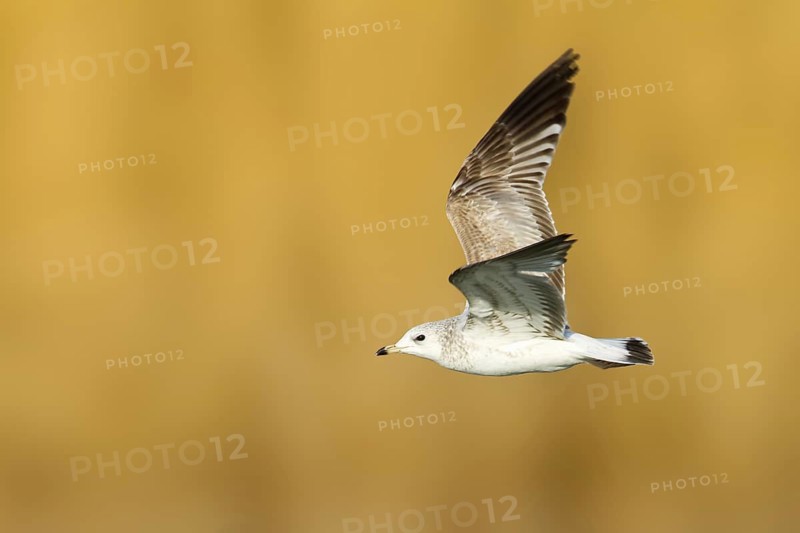 Mew Gull (Larus canus) juvenile flying, Thurgovia, Switzerland