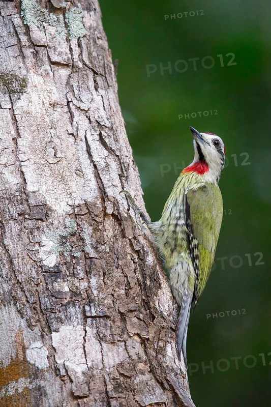 Cuban Green Woodpecker (Xiphidiopicus percussus) perched on a branch in Cuba