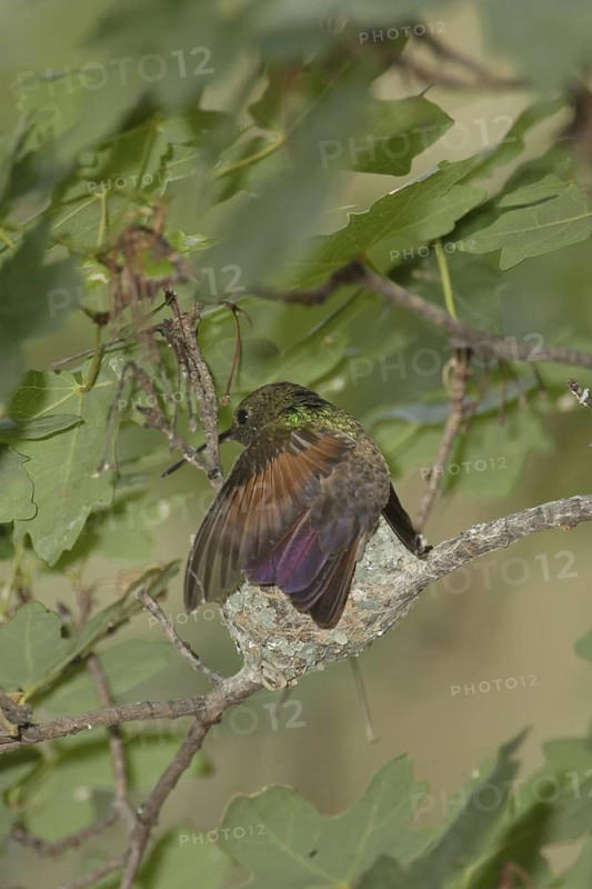 Berylline Hummingbird (Amazilia beryllina) female at nest, Arizona, USA