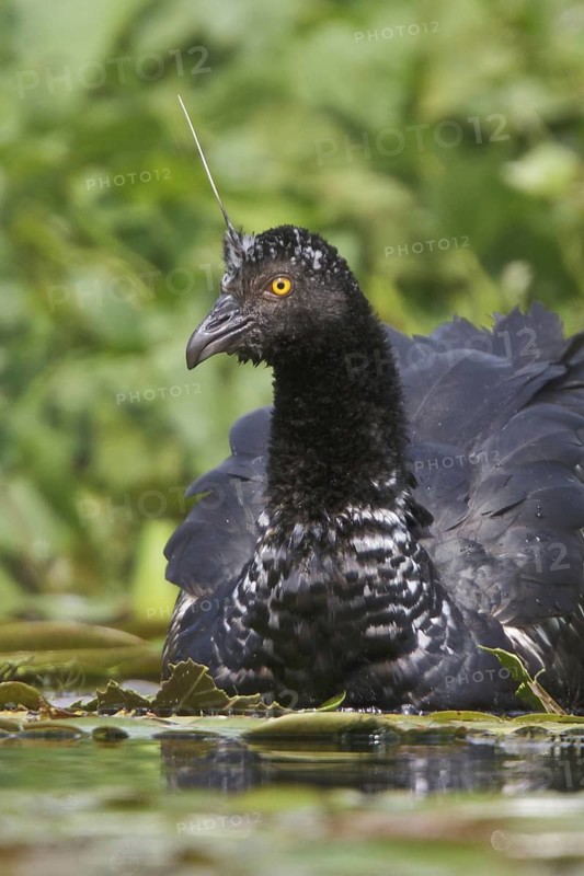 Horned Screamer (Anhima cornuta), Manu National Park, Peru