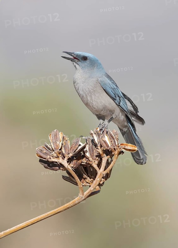 Mexican Jay (Aphelocoma wollweberi) singing, Arizona, USA