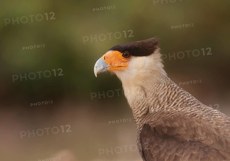 Southern Crested Caracara (Caracara plancus), Pantanal, Brazil