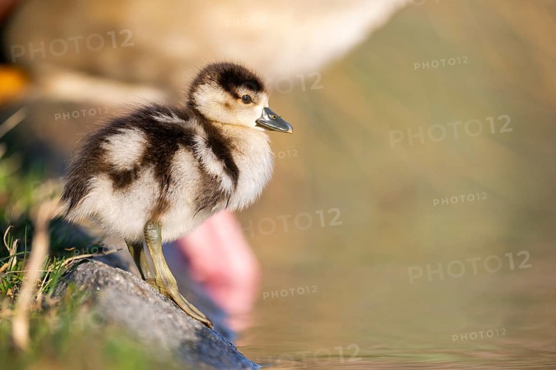 Egyptian goose (Alopochen aegyptiaca) cute chick on a meadow at the shore of a lake, Bavaria, Germany