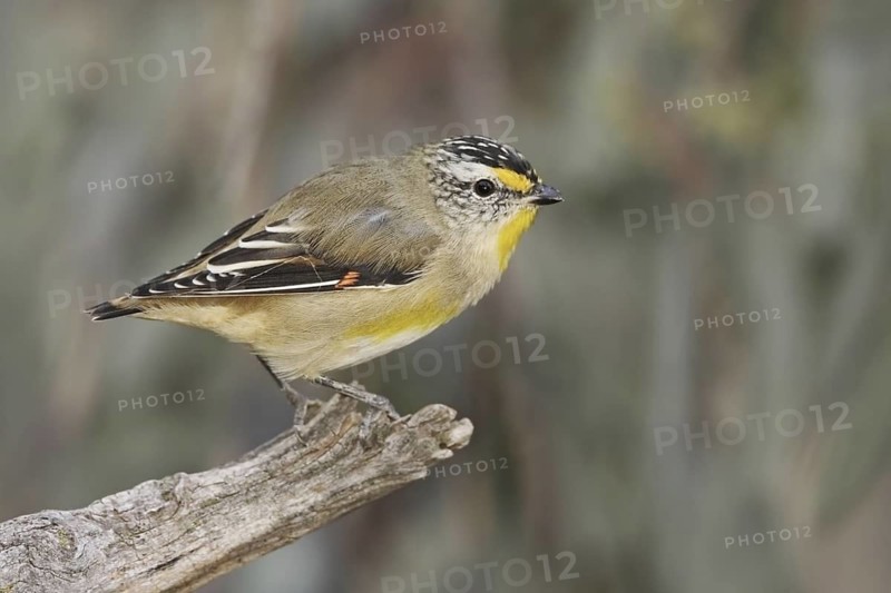 Striated Pardalote (Pardalotus striatus) male, Australian Capital Territory, Australia