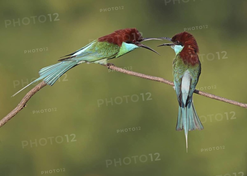 Blue-throated Bee-eater (Merops viridis) disputing, Penang, Malaysia