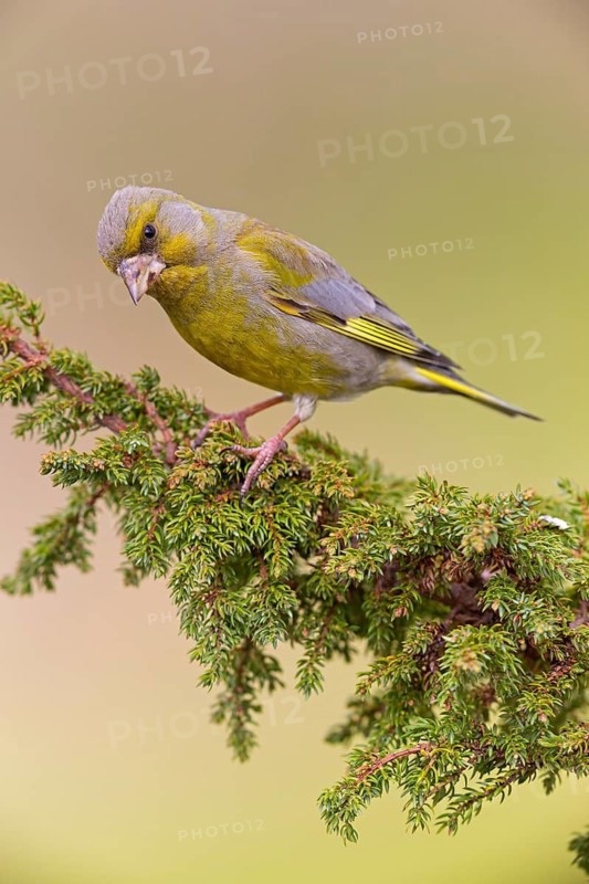 Grünfink, Grünling, Greenfinch, European Greenfinch, Western Greenfinch, Carduelis chloris, Chloris chloris, Verdier d'Europe, Verdier, Verderón Común