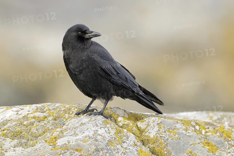 Northwestern Crow (Corvus caurinus), British Columbia, Canada