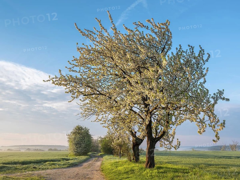Dirt road through green fields in spring in morning light, white blooming cherry trees, near Freyburg, Saxony-Anhalt, Germany