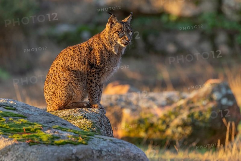 Lynx pardinus, on stone, evening light, Andalusia, Spain