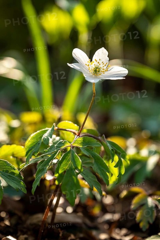 A single anemone blooms in the sunlight, surrounded by green foliage, the flower glows in the backlight, Lower Saxony, Germany