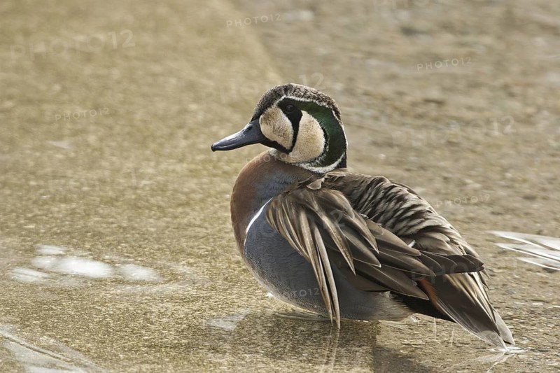 Baikal Teal (Sibirionetta formosa) male, Illinois, USA