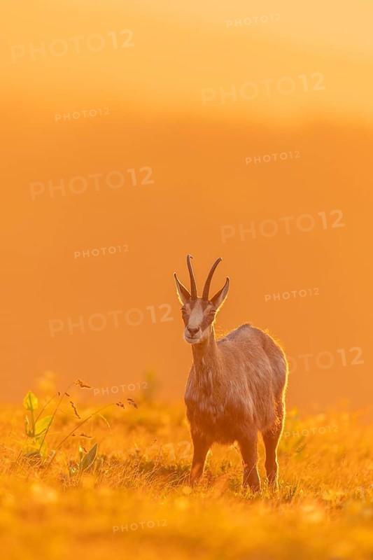 Gämse, Rupicapra rupicapra Chamois, Rupicapra rupicapra