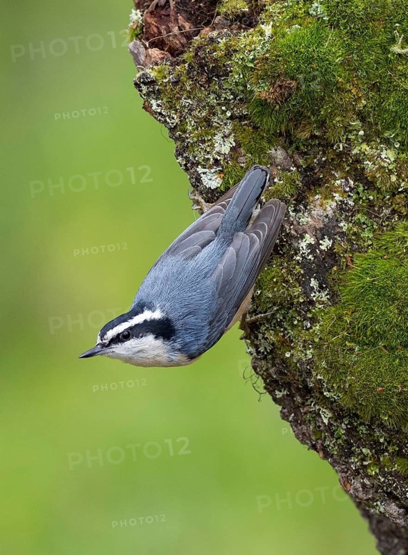 Red-breasted Nuthatch (Sitta canadensis), British Columbia, Canada
