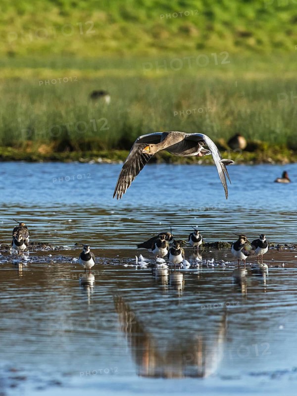 Greylag Goose, Anser anser, bird in flight over winter marshes