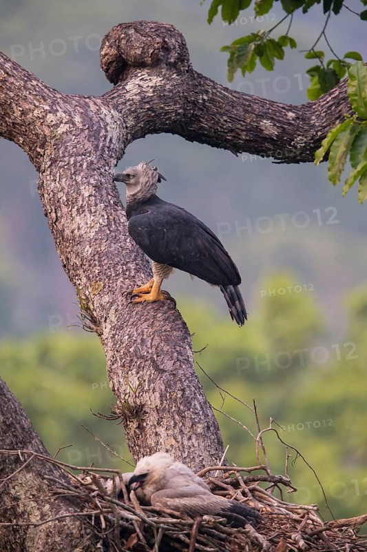 American harpy eagle (Harpia harpyja) female and young bird in nest, Carajas National Park, Brazil