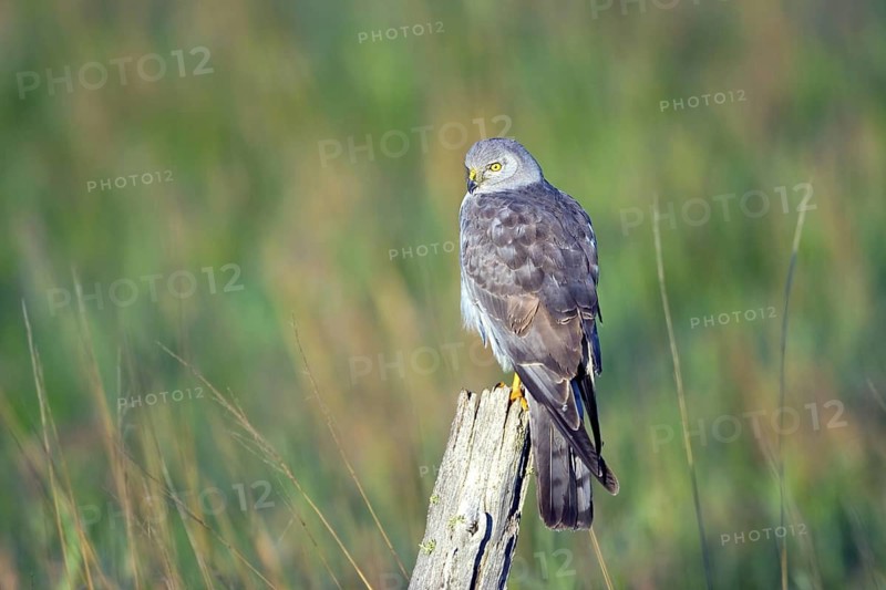 Northern Harrier Circus cyaneus Floodwood, St. Louis County, Minnesota, United States 26 June Adult Male Accipitridae