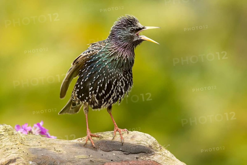 Common Starling (Sturnus vulgaris) calling, Bavaria, Germany