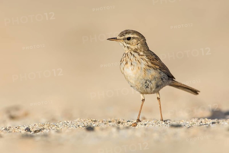 Berthelot's Pipit (Anthus berthelotii) on ground, Fuerteventura, Spain