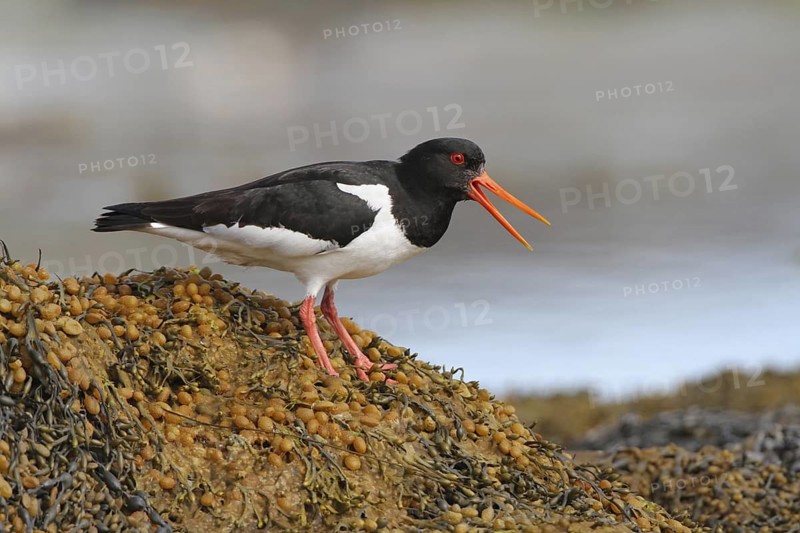 Eurasian Oystercatcher (Haematopus ostralegus) calling, Varanger, Norwegen
