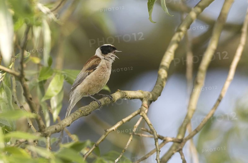 Eurasian Penduline Tit (Remiz pendulinus) male singing, Brandenburg, Germany