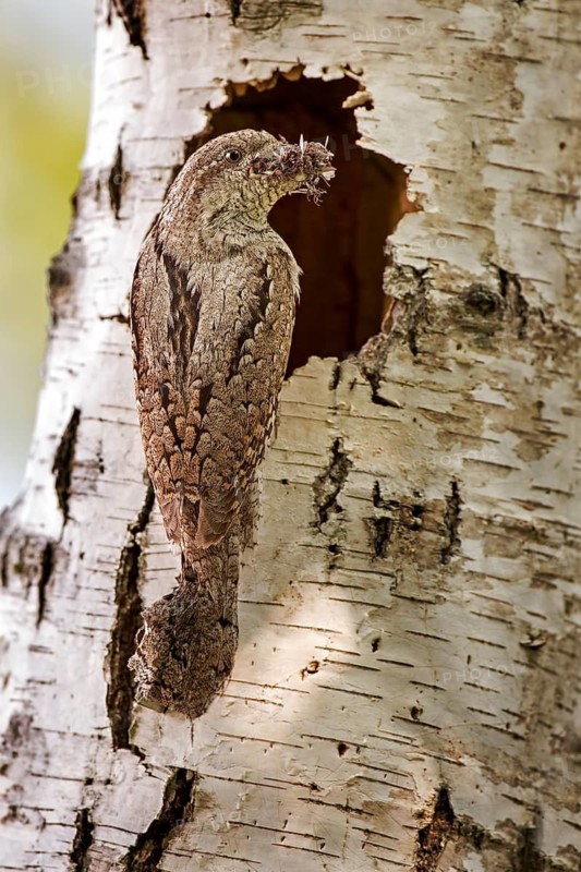 Eurasian Wryneck (Jynx torquilla) at nest cavity with food in beak, Saxony-Anhalt, Germany