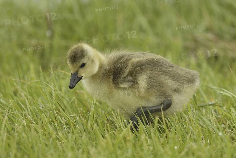 Canada Goose (Branta canadensis) chick, Ohio, USA