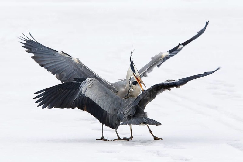 Grey Heron (Ardea cinerea) flying, Berlin, Germany