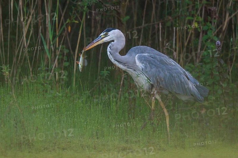 Grey Heron (Ardea cinerea) with fish prey, North Rhine-Westphalia, Germany