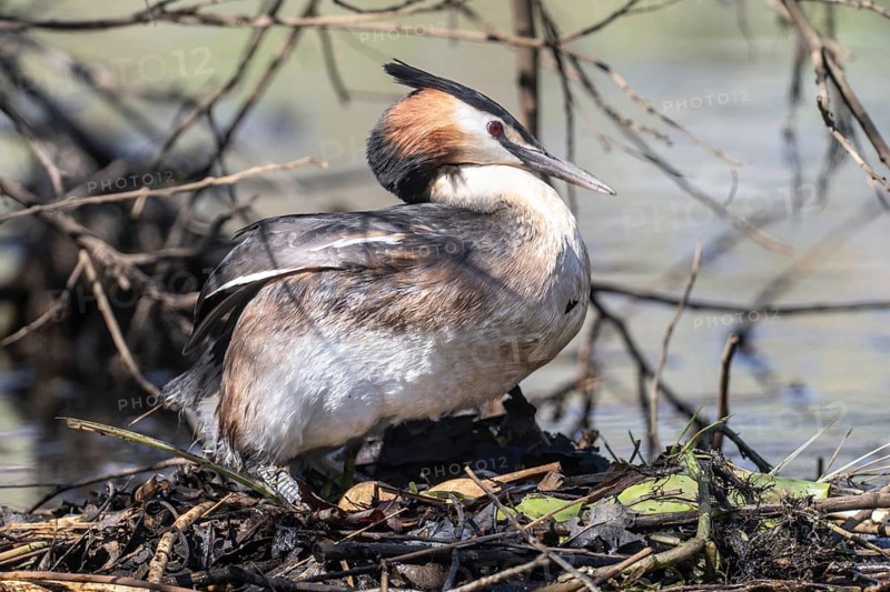 Great Crested Grebe (Podiceps Scalloped ribbonfish) at the nest, Emsland, Lower Saxony, Germany