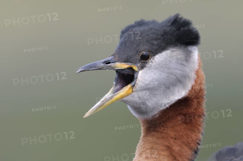 Red-necked Grebe (Podiceps grisegena), Alaska, USA