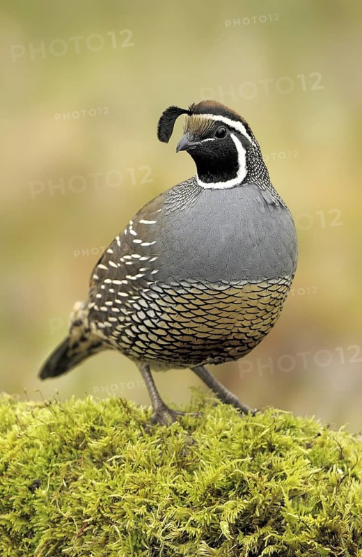 California Quail (Callipepla californica) male, Canada