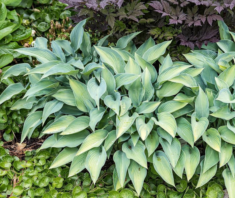 Funkia (Hosta 'June'),  Sweden