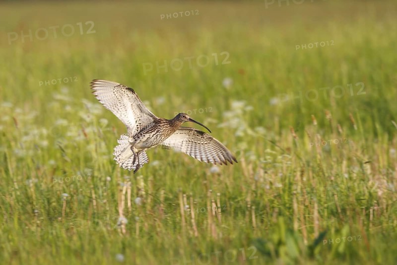 Eurasian Curlew (Numenius arquata) flying, North Rhine-Westpalia, Germany