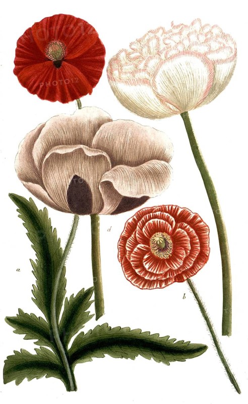 Botany, plants, a. papaver eraticum, b. papaver erraticum rubrum, c. papaver hortense album, d. papaver hortense petalis, corn poppy