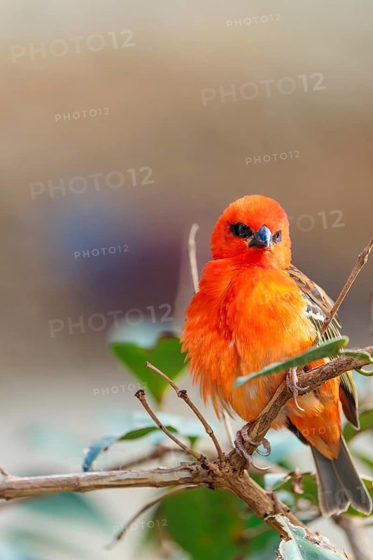 A male red fody (Foudia madagascariensis) sits in a tree. Madagascar, Amirantes, Comoros, Seychelles, Mauritius, Réunion, Saint Helena