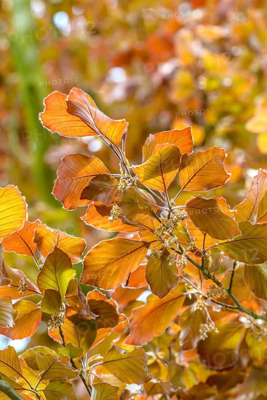 Blood Beech (Fagus sylvatica 'Atropunicea'), Federal Republic of Germany