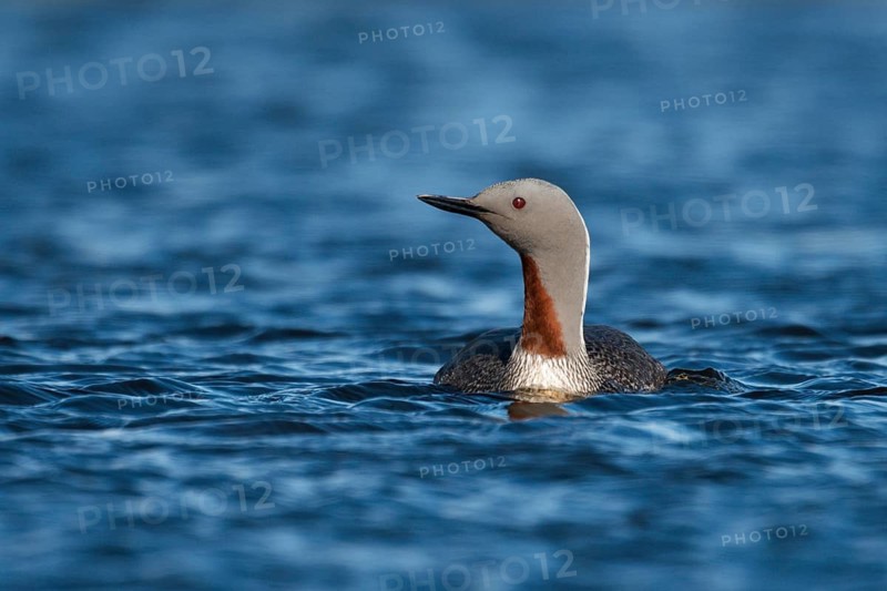 Red-throated Loon (Gavia stellata), Iceland