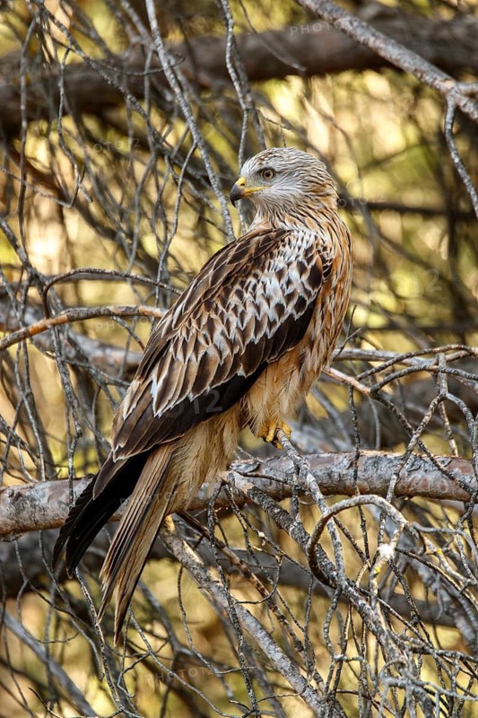 Red Kite (Milvus milvus), perched on a branch, Castile and Leon, Spain